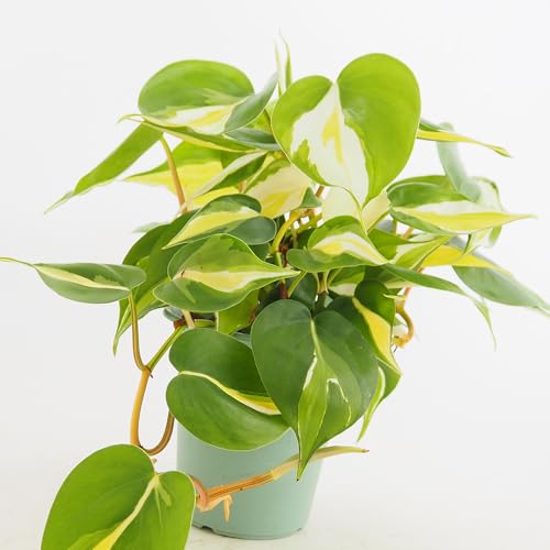 �h�s�`�m�r�d �t�B���f���h���� �N���[���X�v���b�V�� 3.5�� 1���� �ϗt�A�� �w���FPhilodendron hederaceum 'Cream Splash' �^�C�v�F�T�g�C���ȃt�B���f���h������ ��ϊ����鐫��Α��N�� �C���e���A�O���[�� �n��