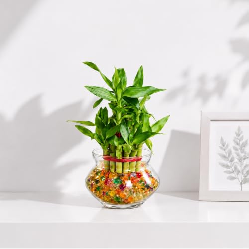 Nurturing Green® 2-Layer Lucky Bamboo Plant with Glass Pot | Corporate Gifts For Employees Colleagues Team Members Customers Clients | Live Plants With Pots