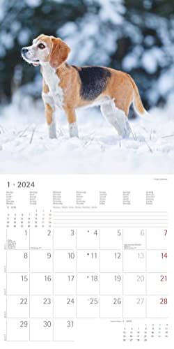Hunde 2024 - Broschürenkalender 30x30 cm (30x60 geöffnet) - Kalender mit Platz für Notizen - Dogs - Bildkalender - Wandkalender - Hundekalender