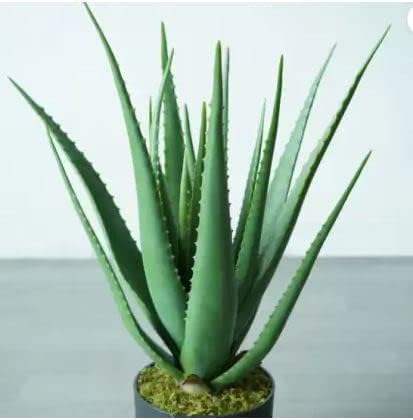 Delorea live indoor plant Aloe Vera pack of 1 (B0DFCRFX27) Amazon Price History, Amazon Price Tracker