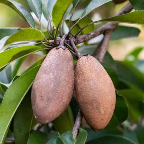Image of Thai Sapota Chiku Live Fruit Plant | Grafted Dwarf Variety of Zapote Chico | Manilkara Zapota Tree for Home Garden | High Yield, Sweet Fruit | Easy Grow | Live Plant for Backyard - Pack of 1