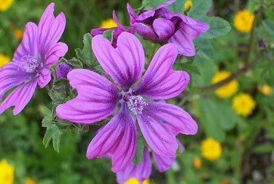 Mallow common - Malva sylvestris - 60 seeds