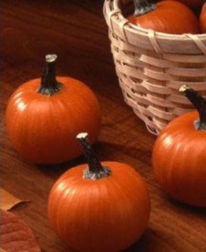 Semillas de calabaza Wee Bee Little Mini Pumpkin Heirloom Semillas de calabaza sin OMG, paquete de 100 semillas