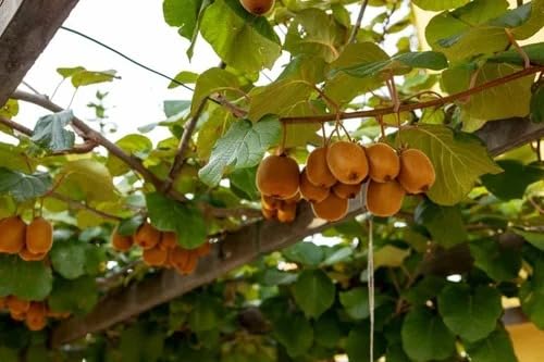 Image of Allison Kiwi Grafted Live Fruit Plant for Home Garden | Healthy Hybrid Kiwi Sapling | Suitable for Terrace, Outdoor & Balcony Gardening | Air Purifying, Fast Growing Vine