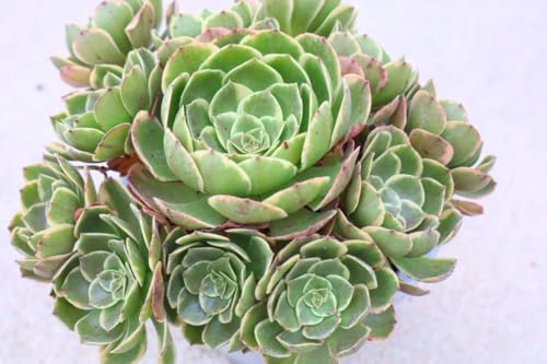 アエオニウム モナカ錦①⭐️レア品種 アエオニウム モナカ錦①⭐️レア品種 我が家のアエオニウムたち