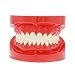 Dentalmall Dental 1:1 Teeth Model Upper and Lower Jaw Standard Tooth Model M7004 Red