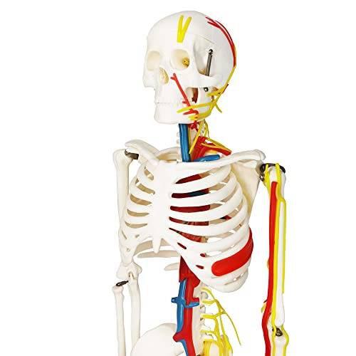 Image of EVOTECH SCIENTIFIC Mini Human Skeleton Model for Anatomy, 33.5'' 1 /2 Life Size Human Skeleton Model with Nerves Veins Arteries Heart Removable Arms Legs and Stand for Medical Anatomical Study Display