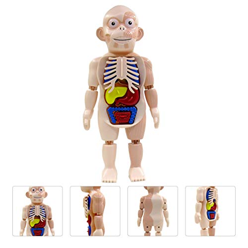TOYANDONA Modelo de corpo humano, modelo de anatomia do tronco humano, modelo de esqueleto, ferramen