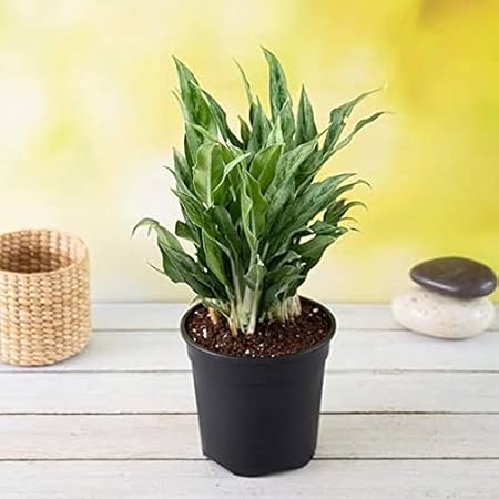 Mphmi Nurseryplant Aglaonema green compact, Aglaonema compact maria - Plant