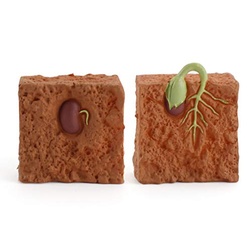Toyvian 1 Simulação Conjunto Do Ciclo de Vida de Ciclo de Vida Da Planta de Feijão Verde Planta Brin