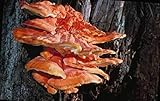 Mushroom Man LLC, 100 Plugs - Chicken of the Woods Mushroom Mycelium Plug Spawn (Laetiporus sulphureus) HARDWOOD