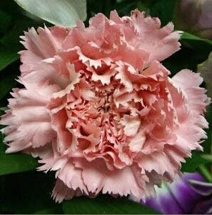 Amazon 8 熱い販売アジアの珍しいカーネーションの種花の種種盆栽の種100個 花