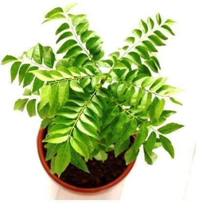 FasanGreen Herb Curry Leaf Plant for Indoor & Outdoor with Grow Bag (Multicolor, 150mm) (GN 563) (B0CHFHB5Y7) Amazon Price History, Amazon Price Tracker