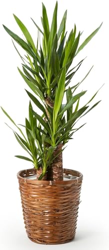 blooee(u~[) bJ ϗtA (7 JS Jo[ t) { ^ p  (^Abv C )  CeA 傫 (Mtg v[g j) S҂łĂ₷