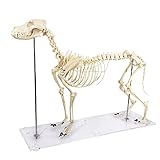 Canine (Dog) Skeleton Model, Life Size