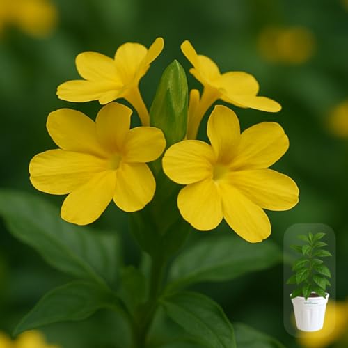 Image of Indian Gardens - Kanakambaram | Aboli | Priyadarsha | Flowering Crossandra | Pagoda Flower | firecracker flower | Live plant with pot (Yellow, 6 inch White)