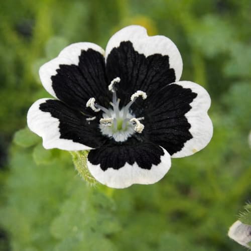 Image of Flower Seeds 8 Variety 50+ Each Acroclinium Dahlia Dianthus Gaillardia Gazania Morning Glory Nemophila Osteospermum Pansy Mixed Flower Seeds for Home Garden Balcony Terrace (all 8 Variety 400+)