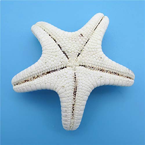 Amosfun 4 peças de estrelas do mar natural para artesanato concha, decoração de parede de concha, de