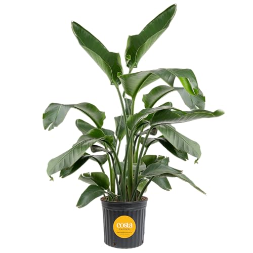 Costa Farms White Bird of Paradise, Strelitzia nicolai, Extra Large