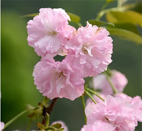 20Pcs Japanese Flowering Cherry Blossom Seeds #TOP5