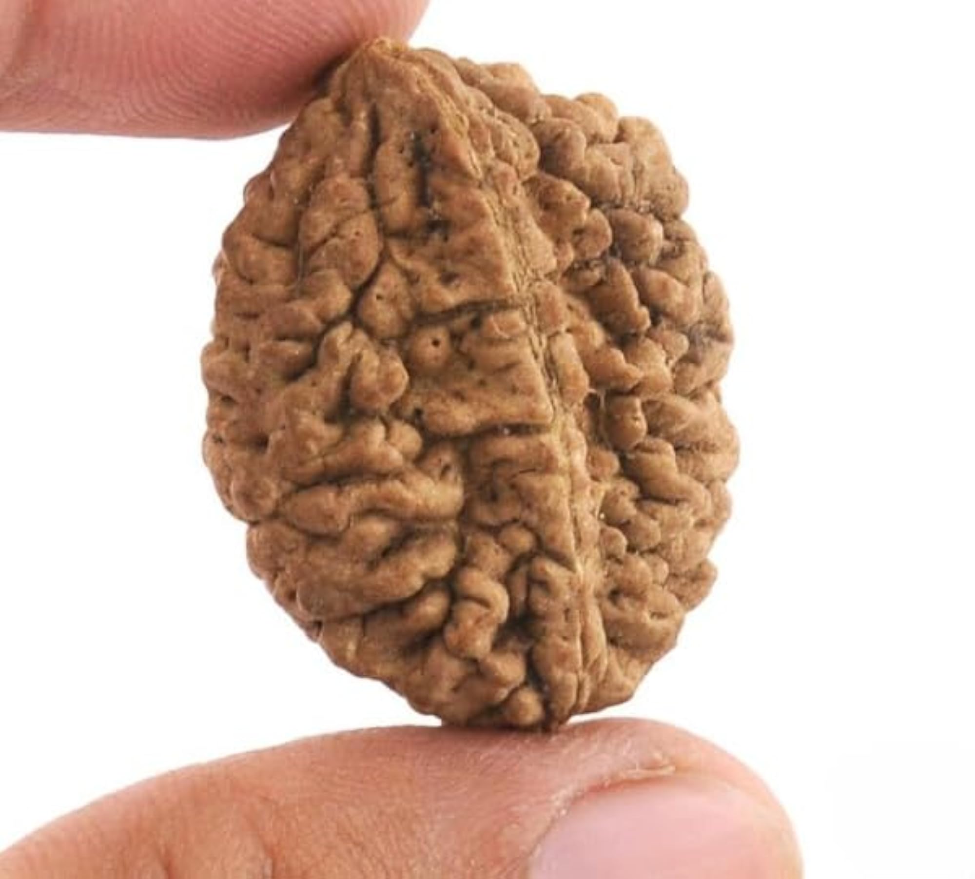 2 Mukhi Rudraksha Bead, Original Certified