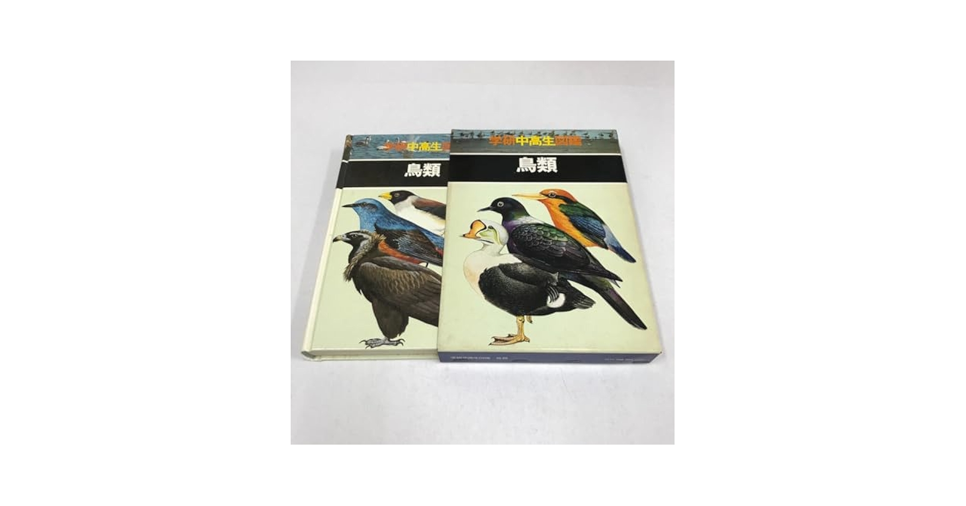 鳥類学 BIRDER 10月号 本日発売！ 特集は「鳥の分類学入門」です