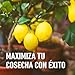 Compo 750 g Abono para cítricos, Efecto de Larga duración de 4...