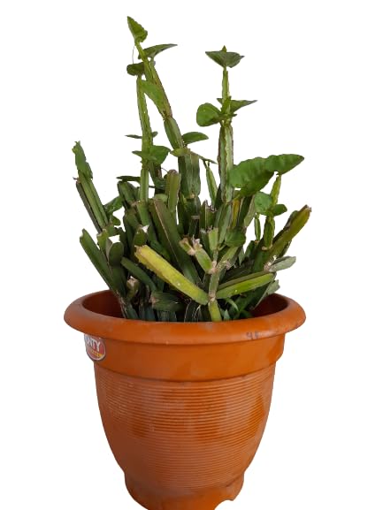 See full amazon price history chart for Green Cissus quadrangularis (Hadjod) in biodegradable grow bag Green Cissus quadrangularis (Hadjod) in biodegradable grow bag (B0BDZCQPYG) Amazon Price History, Amazon Price Tracker