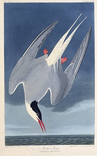 Cuadro de Charrán Ártico de Birds of John Audubon Lienzo Decoración 60x90