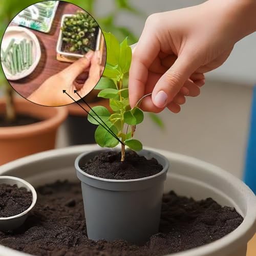 Image of 100% Natural Fertilizer Sticks, Magic Stick Plant Food for Indoor & Outdoor Plants, natural fertilizer for Home Garden Plants | Plant Growth Booster Healthy (100pcs-plant stick)