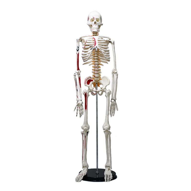 Image of ✮ Human Skeleton Model ✮ 85CM Tall ✮ Painted Muscle Insertion and Origin Points ✮ Removable Arms and Legs ✮