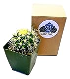 FATPLANTS Cactus Plants in Gift Box | Rooted in 4 inch Planter Pots with Soil | Living Indoor or Outdoor Plants (Golden Barrel)