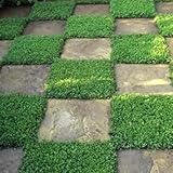 Shopvise 200 Seeds Rupturewort Green Carpet Ground Cover Seeds (Herniaria Glabra)