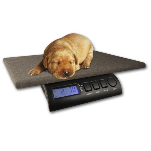 ZIEIS | 30 Lb. Capacity | Digital Cat Scale | Z30P-COZY | 12" X 16" BigTop Cozy Pawz Platform | 0.1 Ounce Accuracy