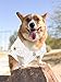 Official MLB San Diego Padres Pet Jersey for Dogs & Cats, Size X-Small - Stylish Baseball Jersey for Your Furry Fan- Show Off Team Spirit with The Perfect Fan Apparel Gear for Pet, Dog & Cat