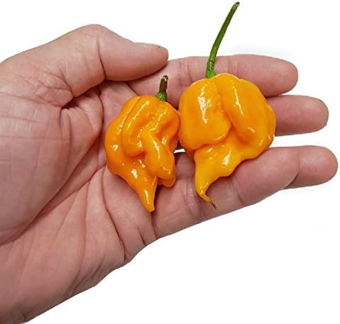 Trinidad 7 Pod Primo Yellow x 10 Chilli Seeds