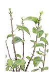 eGarden.store