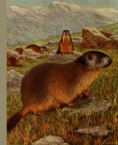 Marmot Notebook, Journal: Vintage Illustrated Cover, 120 pages, 7.5”x9.25”