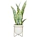 Deco 79 Faux Foliage Snake Artificial Plant with White Porcelain Pot, 14