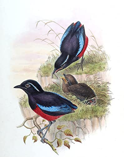 Affiche oiseau Pitta Ussheri John Gould pour habiller un grand mur vide sans se ruiner en deco