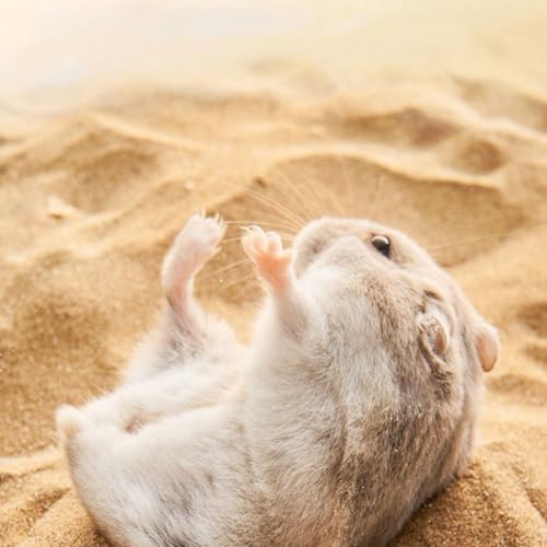 Sable du désert hamster chinchilla gerbille souris 1kg
