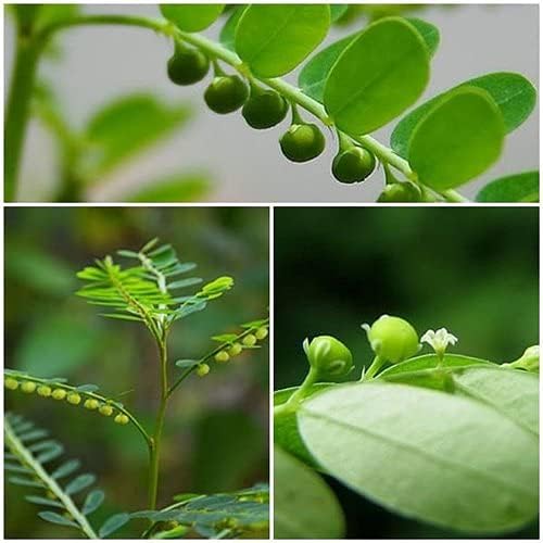 Bhumi Amla- Phyllanthus Niruri Ayurvedic Medicinal Plants for treating Liver Diseases