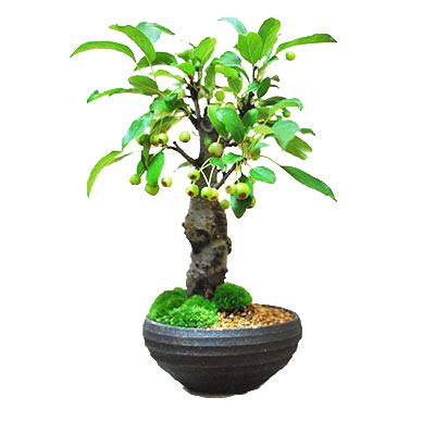 Amazon.co.jp: 盆栽妙 深山カイドウの盆栽 50157A1057 : DIY・工具