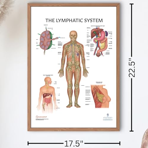 Image of Anatomy Lab Human Lymphatic System Anatomy Poster, LAMINATED, Anatomy and Physiology, 17.3 x 22.5 Inches, Body System Diagram, Anatomical Chart for Education Learning and Students
