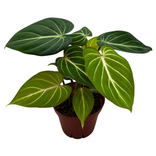 Philodendron Gloriosum In 4' Pot