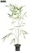 Produktbild Grüner Tempelbambus - Heckenbambus - Semiarundinaria fastuosa Viridis - 70+cm 2 Ltr. Topf