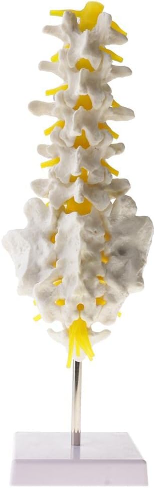 3D Lifesize Human Lumbar Vertebrae Model with Sacral and Coccyx C Detailed Anatomy Skeleton Model for Teaching, Learning, and Collectibles C 5 Lumbar Vertebrae Kit for Lab image 2