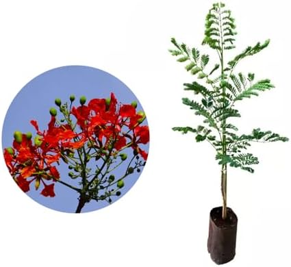 Muda de Flamboyant Vermelho 20 a 40cm AMK - Plantas Online