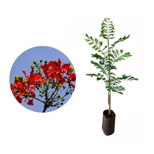 Genérico, Muda de Flamboyant Vermelho 20 a 40cm AMK - Plantas Online
