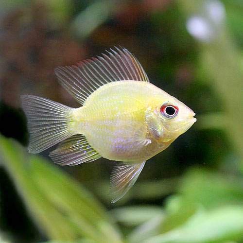 ショートボディの探求①表現型と今後の展望 - グッピーjournal